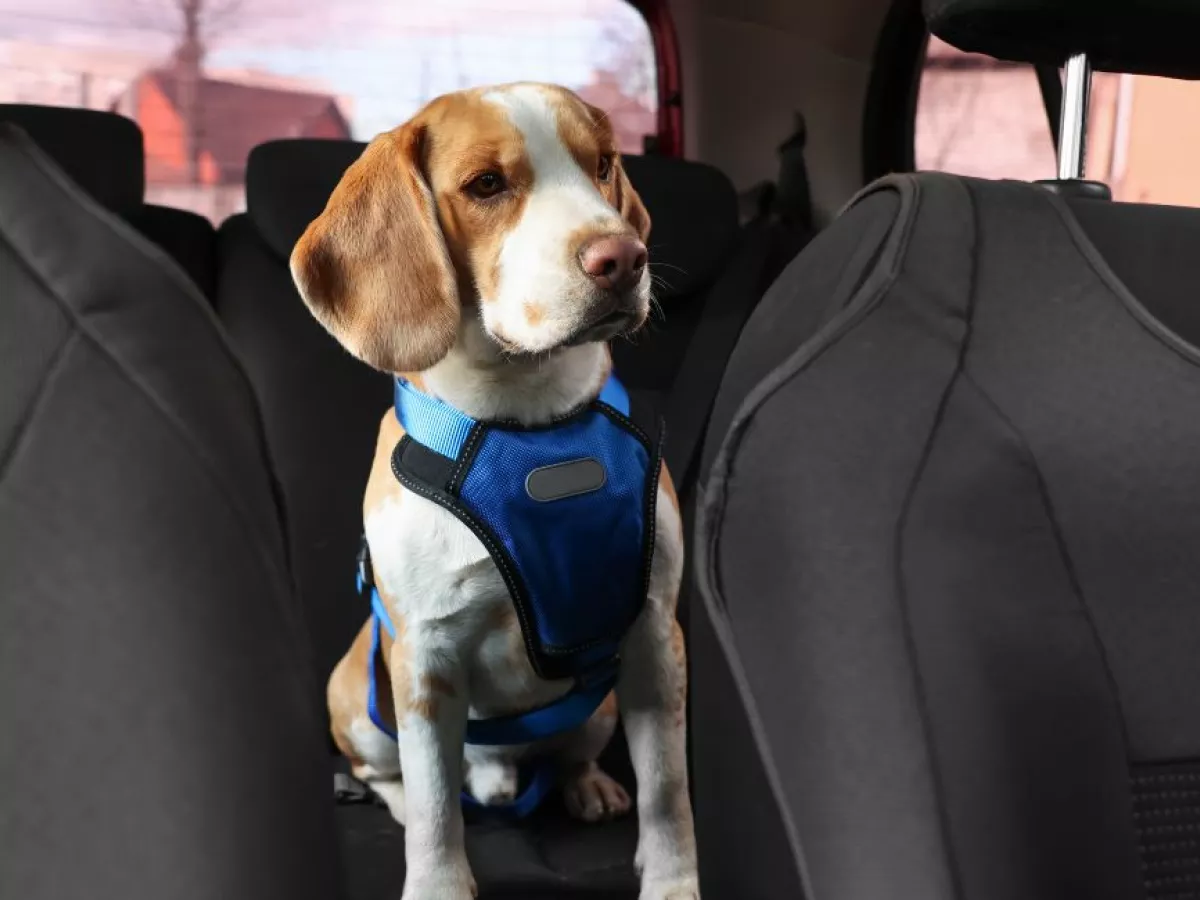 Driving with Your Dog Keeping Safe and Avoiding Accidents